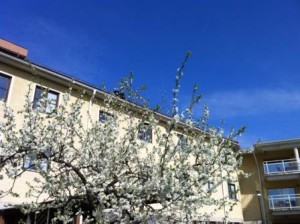 johannesgården_träd