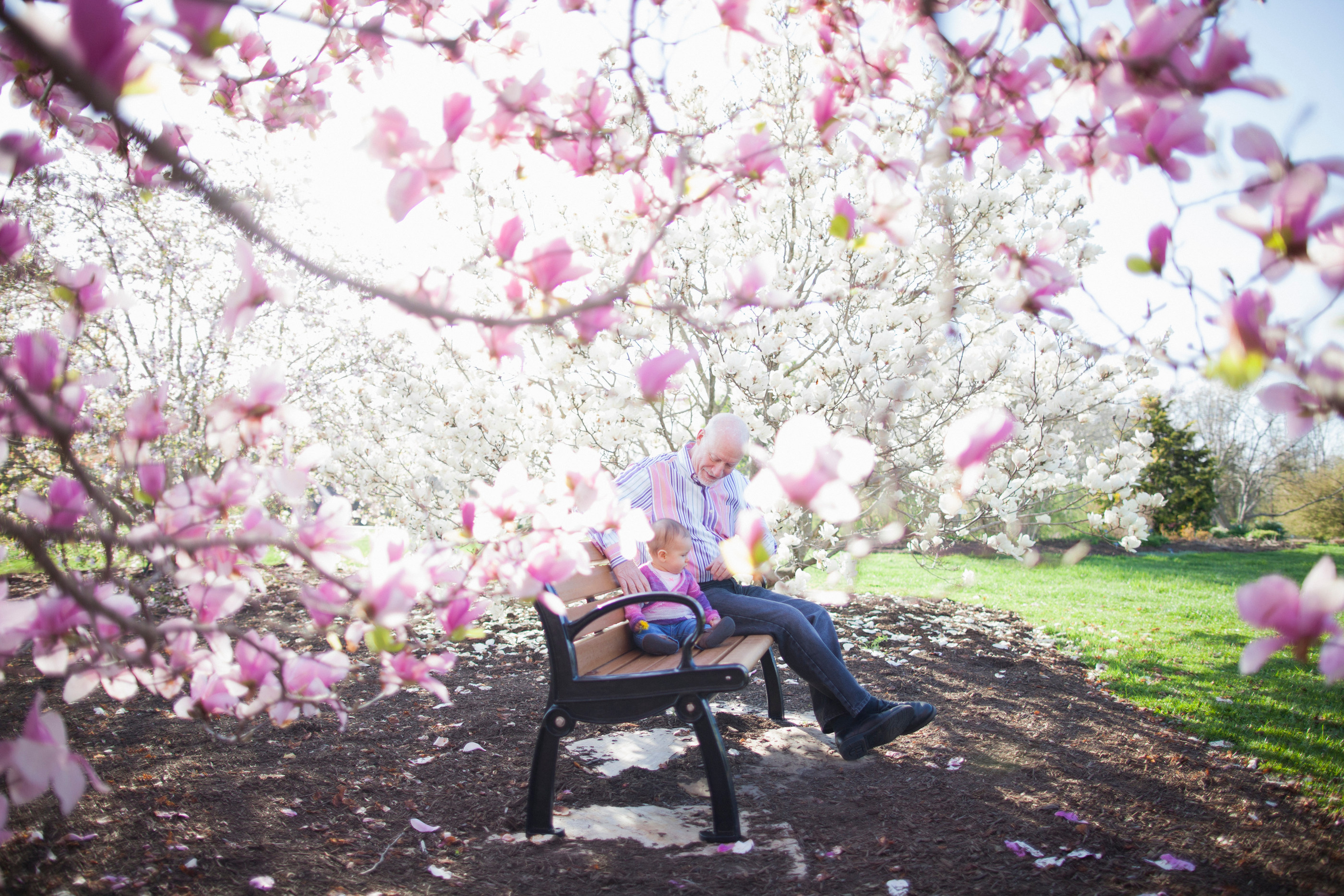 Grandfather and granddaughter amongst magnolia blossom