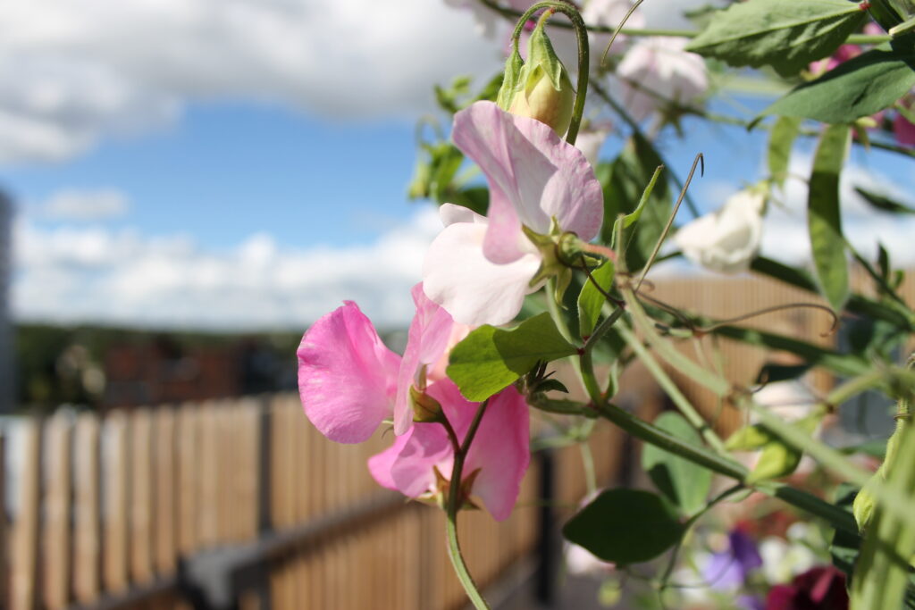 Blommande luktärt på boendets terrass.