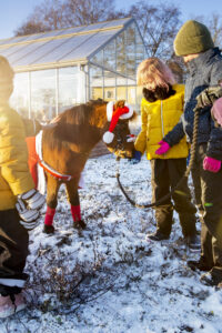 Glada barn som klappar ponny med tomteluva, utanför växthus. Snö på marken.